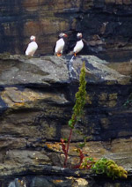 puffins in Berriedale cliffs